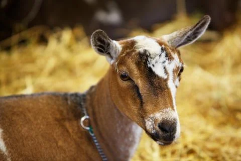 Young goat Stock Photos