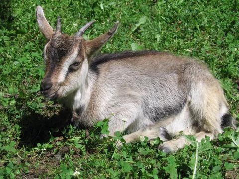 Young goat Foto stock