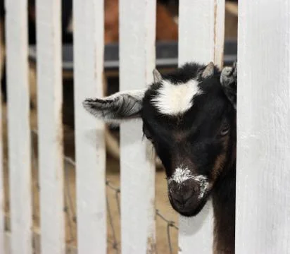 Young Goat Stock Photos