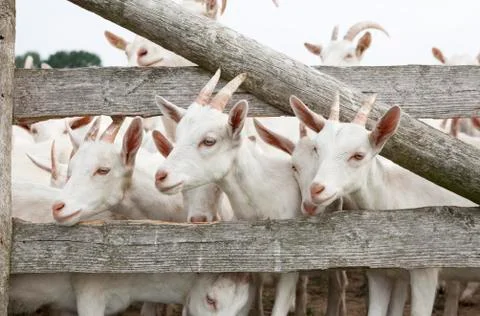 Young goat 스톡 사진