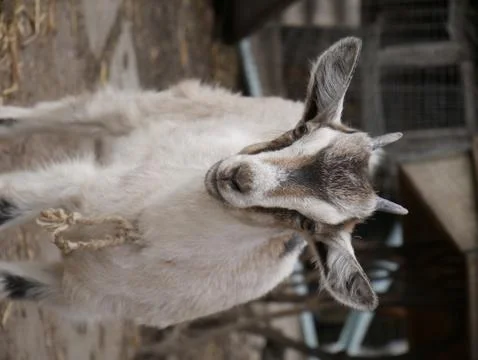Young goat Stock Photos