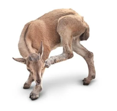 Young goat Stock Photos