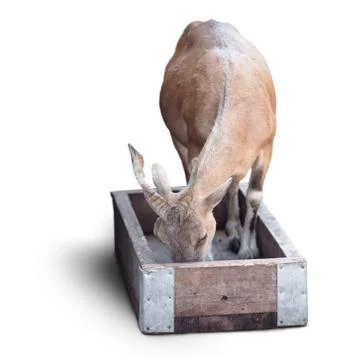 Young goat Stock Photos