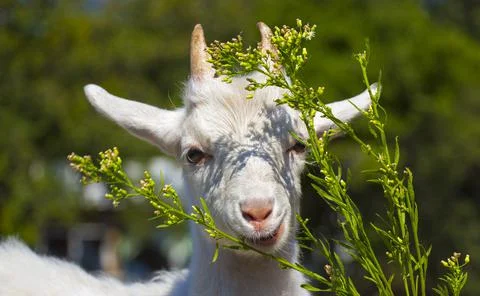 Young goat Stock Photos