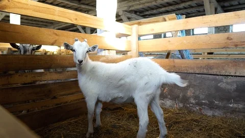 A young goat stands in a barn / stable and looks at the camera. Young goat. Stock Footage 128659197