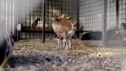 Young goat stands on hay inside a zoo enclosure and scratches its body. The Stock Footage 327482684