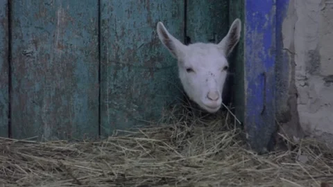 The young goat stuck its head through the crack in the door. Stock Footage 142443657