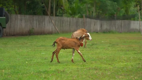 Young goat walking on grass Video stock 277805890