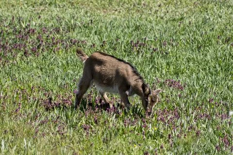 A young goat in the yard hopping. Stock Photos