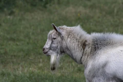 A young goat in the yard hopping. Stock Photos