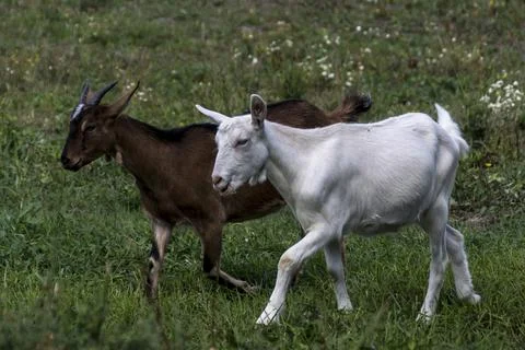 A young goat in the yard hopping. Stock Photos
