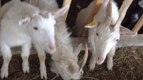 Young goats on a farm Stock Footage 106864475