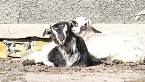 Young goats on the farm. Stock Footage 152382282