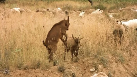 Young goats fighting. Stock Footage 110714264