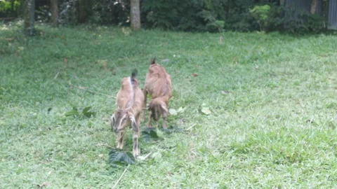 Young goats  playing on the meadow Stock Footage 331065482