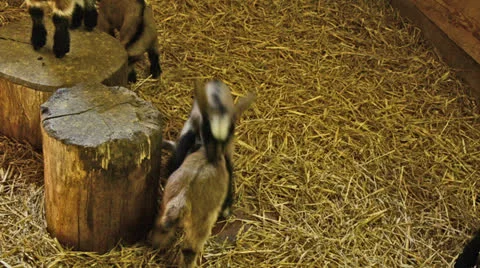 Young goats playing together in stable Stock Footage 23622699