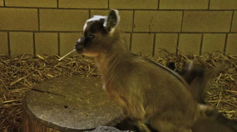 Young goats playing together in stable Stock Footage 23625287