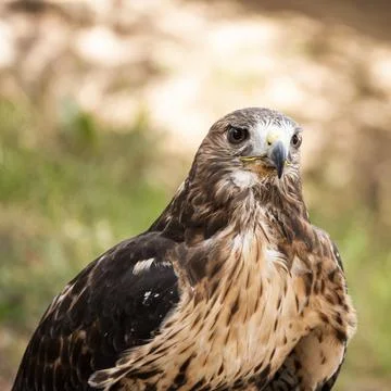Young golden eagle Stock Photos