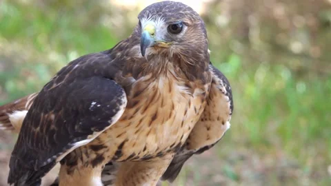 Young golden eagle preparing to fly Stock Footage 209262934