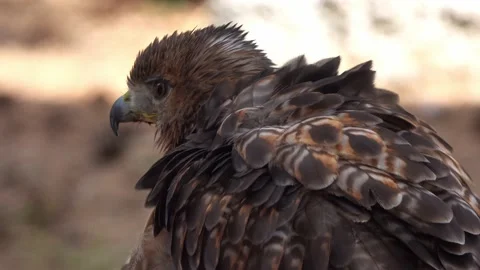 A young golden eagle spreads its wings Stock Footage 232266867
