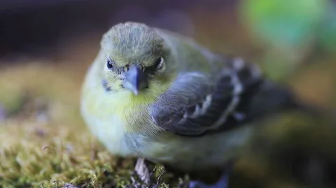 Young goldfinch after window collision Stock Footage 64877987