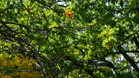 Young goldfinch on a tree branch in the forest. 動画素材 160756908