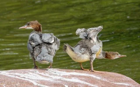 Young goosanders Stock Photos