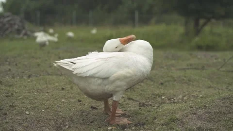 Young goose cleaning feathers while standing on the green lawn of poultry farm. Stock Footage 247523640