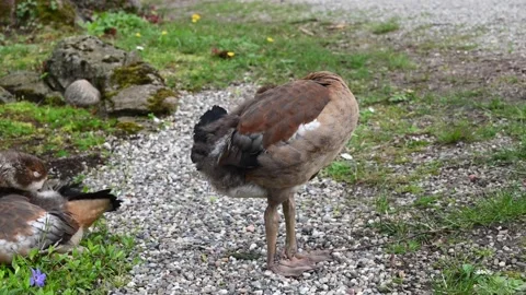Young goose cleans its feathers Stock Footage 238440135