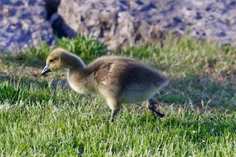The young goose is going somewhere Stock Photos