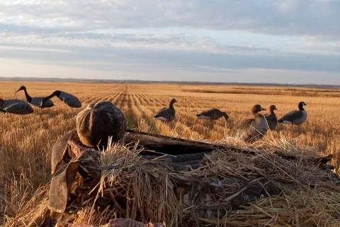 A young Goose Hunter Stock Photos