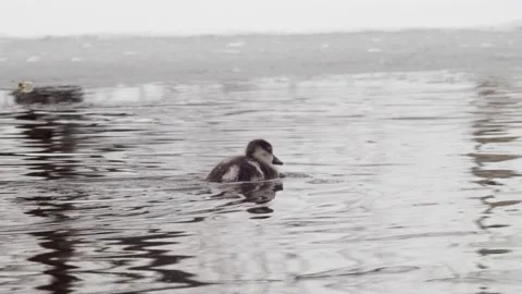 Young goose learns to swim Stock Footage 150403616