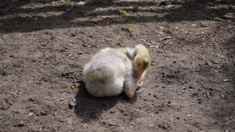 A young goose, still covered in down, walks around the yard outside the fen.. Stock Footage 277343219
