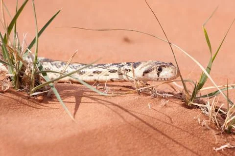 Young gopher snake between grass blades on red sand Stock Photos