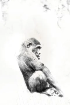 Young Gorilla in Calm Pose as High-Key Portrait. Stock Photos