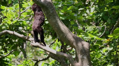 Young Gorilla Climbing Trees Vidéo 50061691