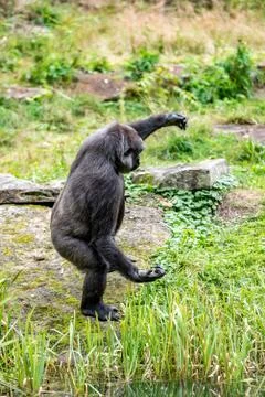 Young gorilla does a trick of dancing Stock Photos