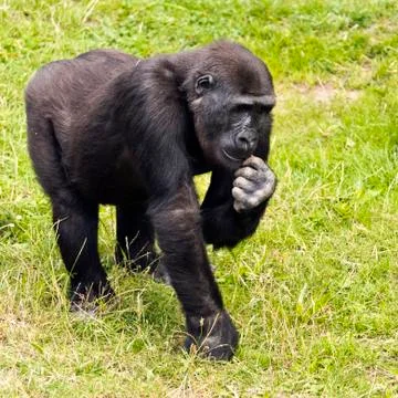Young gorilla Foto stock