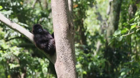 Young Gorilla Playing Alone on a Tree 库存影片 50061773