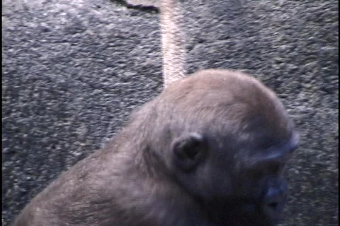 Young Gorilla on Rope Stock-Footage 298861