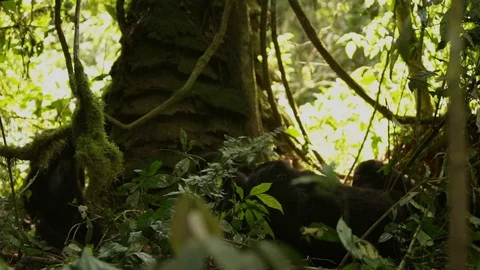Young Gorillas play on a Vine around resting family Stock Footage 88964992