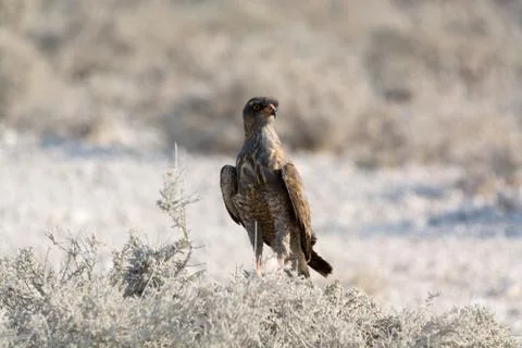Young Goshawk. Stock Photos