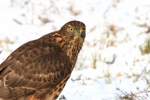 Young goshawk in winter Stock Photos