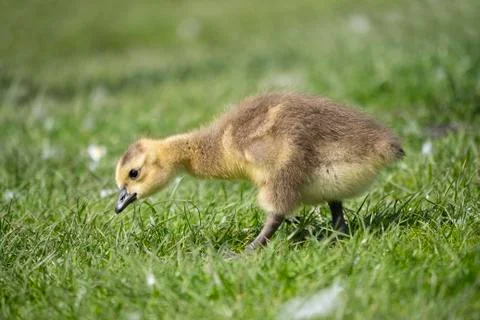 A young gosling 库存照片