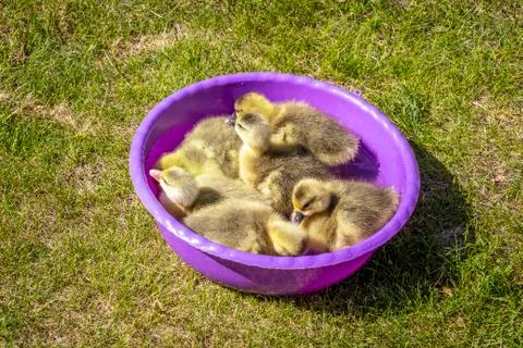 Young goslings bathe Stock Photos