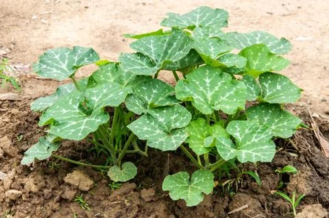 Young gourd trees Stock Photos