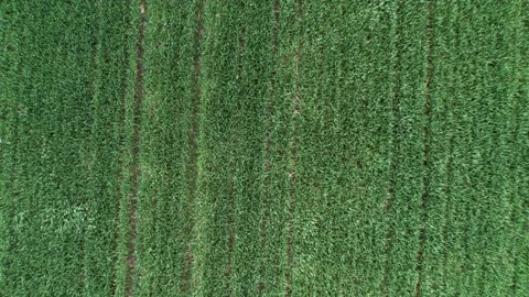 Young grain in the field flutters in the wind. Shot with a drone flight overh Stock Footage 210199336
