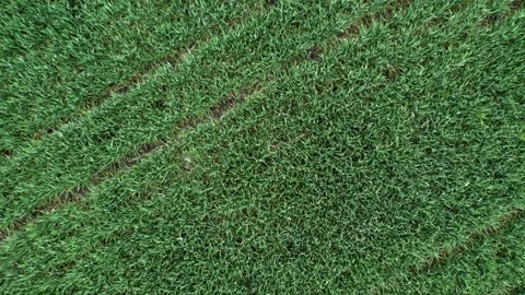 Young grain in the field flutters in the wind. Shot with a drone flight overh Video stock 214452573