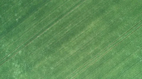 Young grain in the field flutters in the wind. Shot with a drone flight overh Stock Footage 214825611