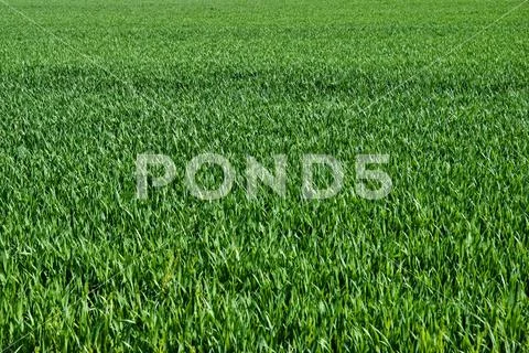 Young grain plants in the field Stock Photos